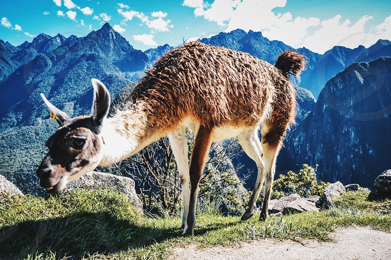 The Role Of Llamas In Inca Civilization
