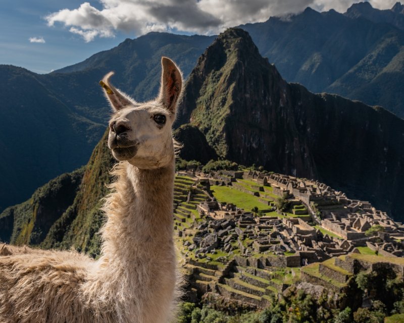 The Role Of Llamas In Inca Civilization