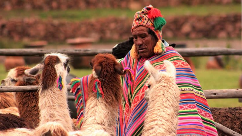 The Role Of Llamas In Inca Civilization