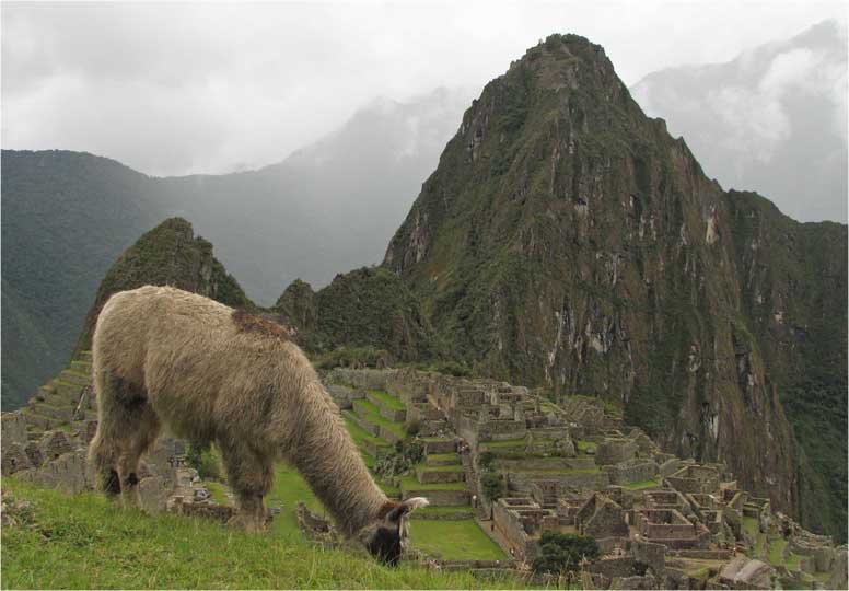 The Role Of Llamas In Inca Civilization